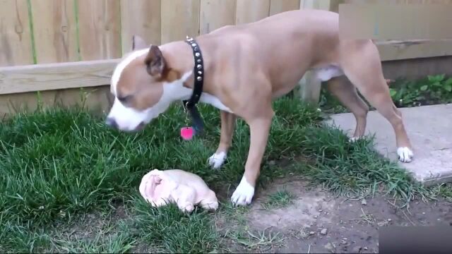 主人给比特犬准备了一只鸡,gougou吃生食值得鼓励吗?