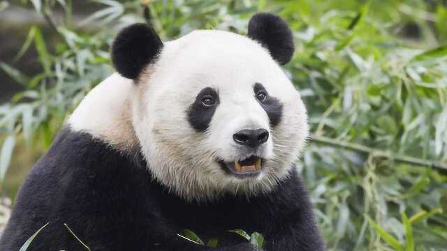 大熊猫发飙的时候有多恐怖?原来都被蠢萌外表骗了,看完不敢相信!