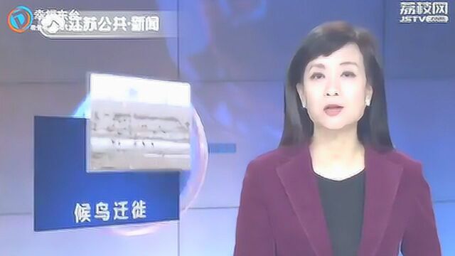 江苏卫视报道