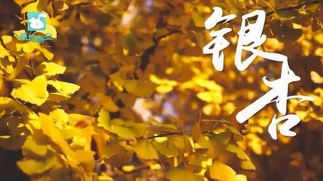 11.23 直播静安 银杏