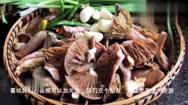 贵州独有的山珍野味,松乳菇炖土鸡