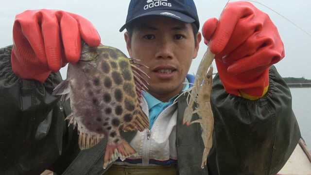 小池赶海又来收地笼啦,金鼓鱼、海白虾亮晶晶,海鲜多多