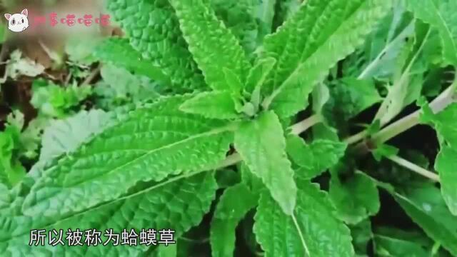 农村一种叫做”蛤蟆草“的植物,煮水喝有什么功效?长见识了