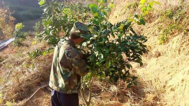 客家大叔在果山上修剪枝条,种植了2000棵柚子树,明年就能挂果了