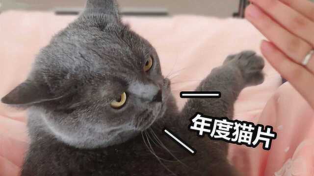 带你三分钟看完10个猫片,如果你觉得只有橘猫胖,那你就错了…