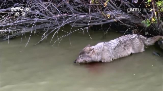 狼之风暴 ,狼群的智慧