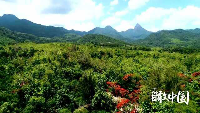 瞰中国 海南尖峰岭:险峻高耸 云雾迷幻