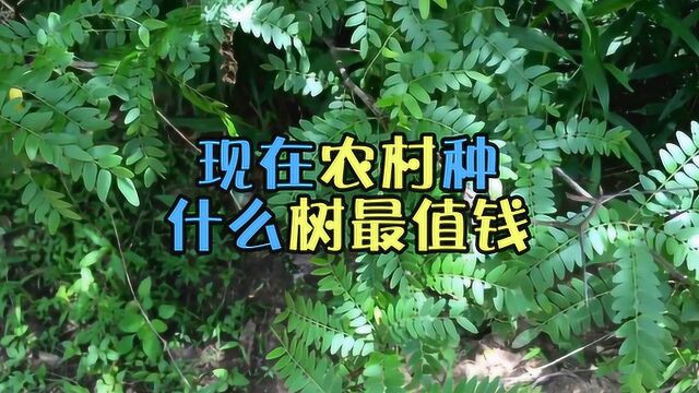 现在在农村种什么树比较值钱?