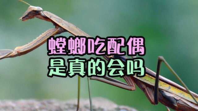 螳螂真的会对自己配偶下手吗?无情的螳螂一言不合就吃掉配偶?