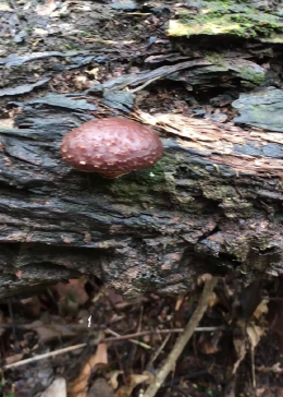 带大家看看，野生香菇！
