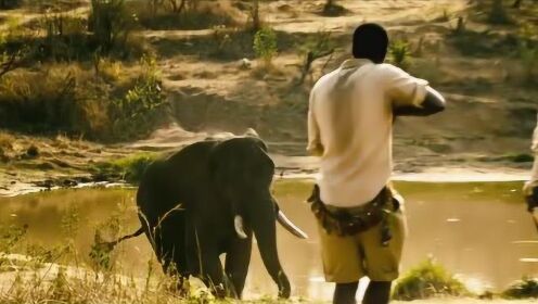 大象之歌：他父亲很残忍，直接朝着大象开了一枪