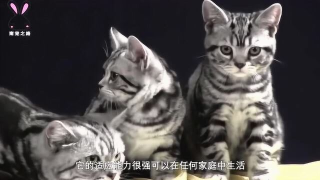 聪明可爱的美国短毛猫又称美洲短毛虎纹猫