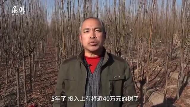 农民投百万元种海棠6年,合作社拒回收