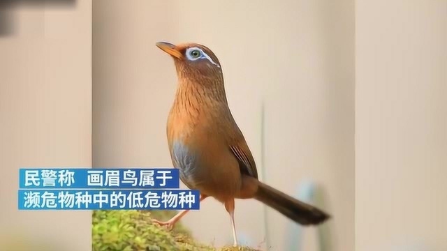 丽水三名“鸟贼”用画眉声音捕鸟,画眉鸟属濒危物种已涉嫌犯罪