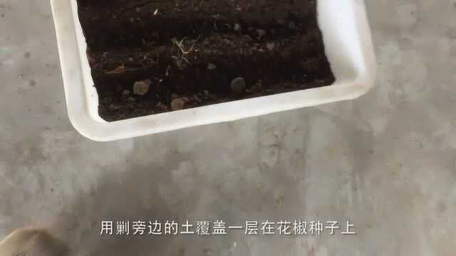 花椒种子种植的方法与步骤