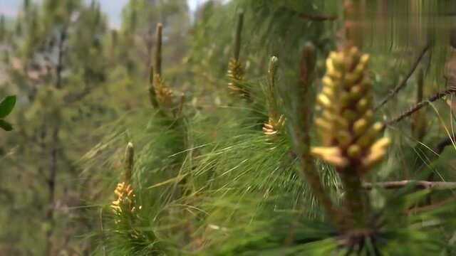 松花糕—古镇街头那个软绵香甜的小方块糕点