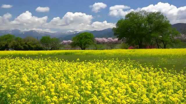 黄绿色的青青草地,迷人的景色