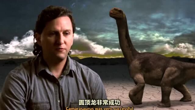 圆顶龙,Camarasaurus