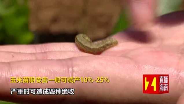 “妖蛾子”来海南了!全岛18个市县遭殃,一天能啃光一片玉米地