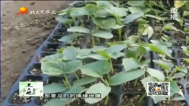 闲置育秧大棚种植迷你南瓜收益高!种植技术既注意事项