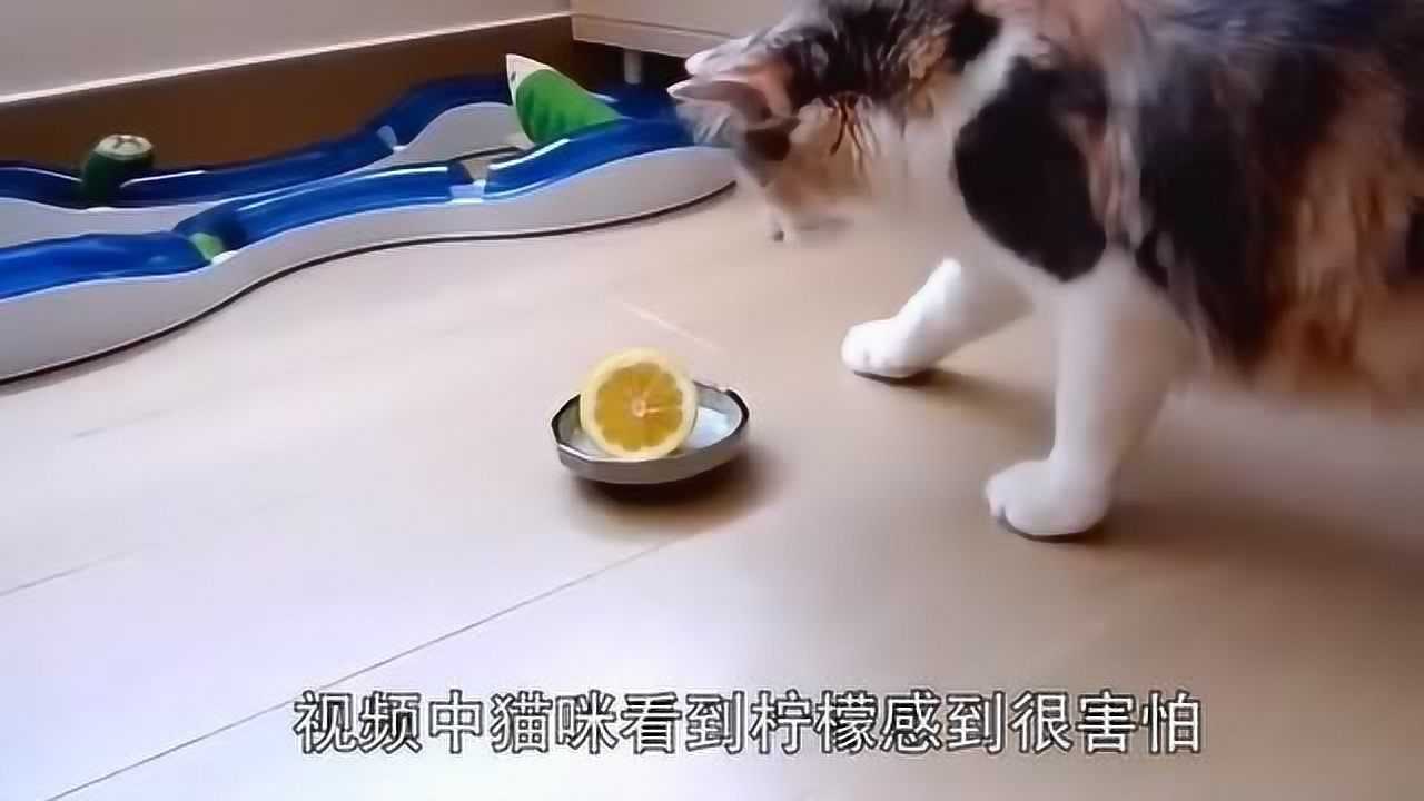 猫咪吃柠檬是什么反应承包了我一天的笑点