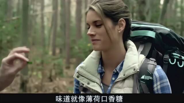 男友给女友吃鹿蹄草的叶子,吃起来像口香糖的味道