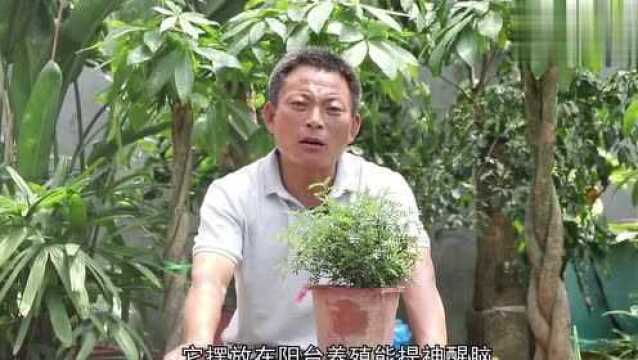 清香木应该如何养殖?养护时要注意这几点,长得茂盛易爆盆!