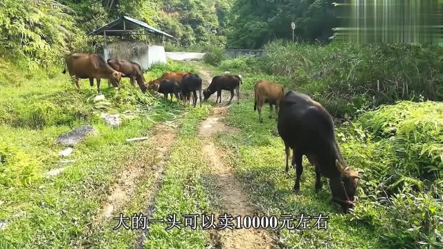 农村的土黄牛就是这样散养的,3年才能养大,一头可以卖10000元