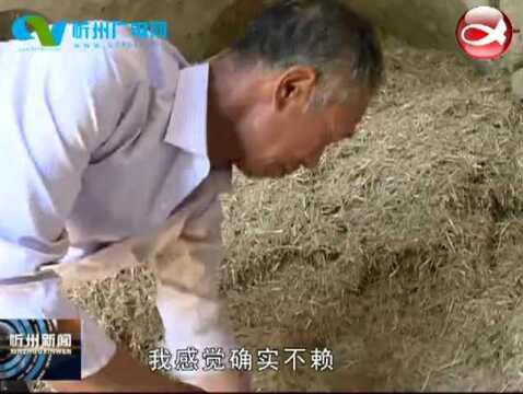 神池:改良扩繁培育种羊 打造肉羊品牌新名片