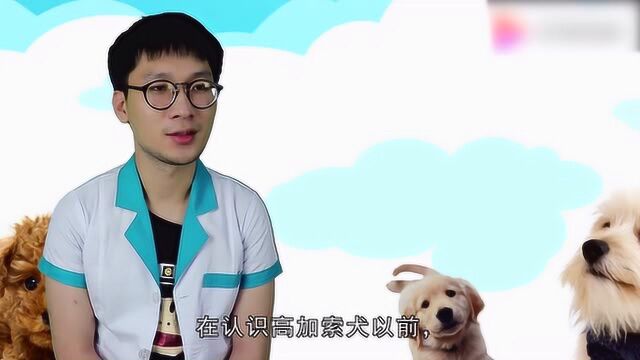 高加索犬的性格到底好不好