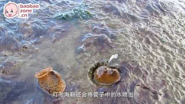 海洋科普 10 最美丽的“海洋精灵”