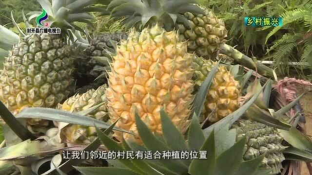 打造“一镇一品”扶贫产业 封开县江川镇神湾菠萝丰收上市