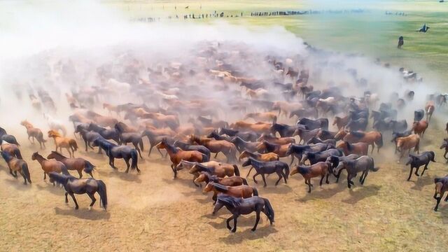 难得一见!锡林郭勒那达慕大会上 群马奔腾如“风暴漩涡”