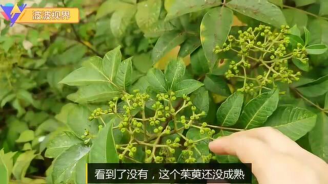 波波给大家介绍农村常见的一种植物,中药吴茱萸