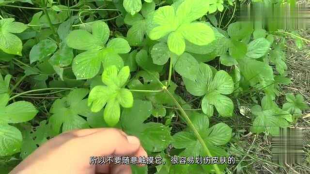 今天带大家认识一种草药,它叫“拉拉藤”,具有草本医药价值