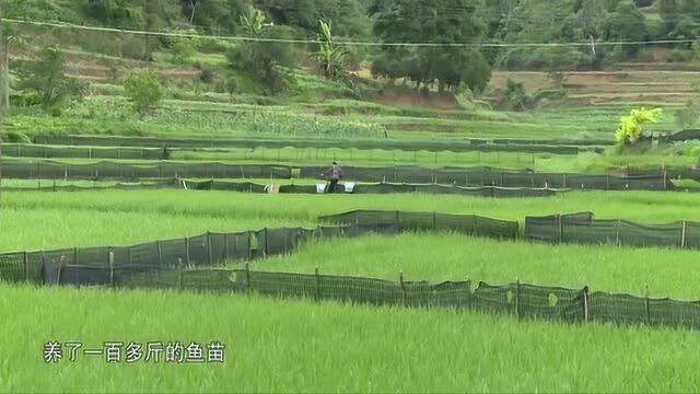 马关发展稻田养鱼 助推脱贫增收