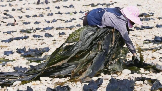 被海带“霸占”的大钦岛:又是一年收割期,漫山遍野晒海带