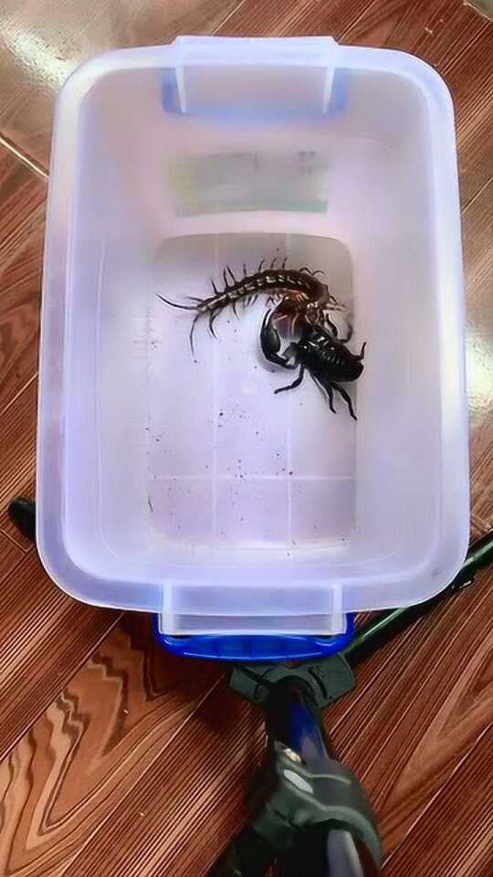 Thumbplayer Poster Plugin Image