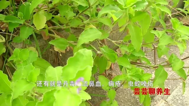 鸭跖草全草入药,清热解毒、利尿,用于麦粒肿、咽喉炎、扁桃体炎