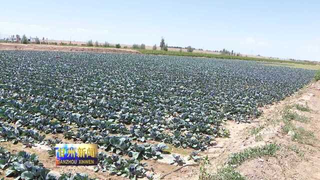 甘州区碱滩镇大力调整产业结构促农增收