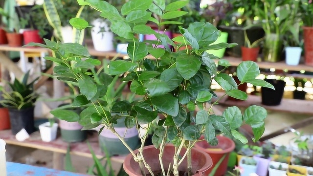 怎样让茉莉花花期延长?做好这三点,花期长花色艳