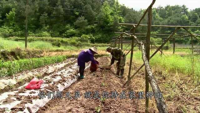 江南味道:农民种菜为啥好吃,用的天然有机肥,没有任何添加剂