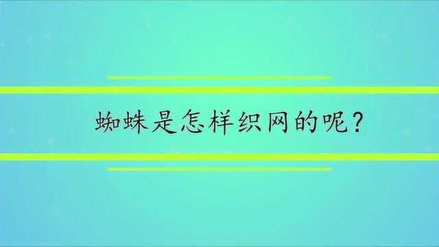 蜘蛛是怎样织网的呢?