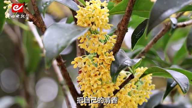 桂花又在九月开