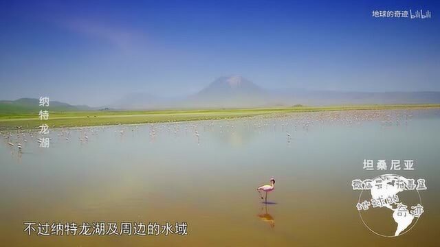 地球探索,火烈鸟的家园纳特龙湖!