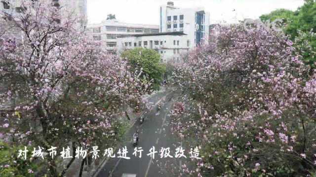 广西柳州:花开满城 紫荆花盛放