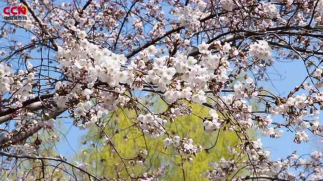 春暖花开,中国城市报邀您“云赏花”之樱花篇