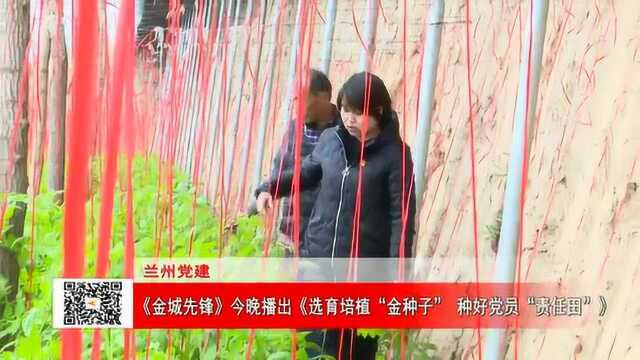 《金城先锋》今晚播出《选育培植“金种子” 种好党员“责任田”》