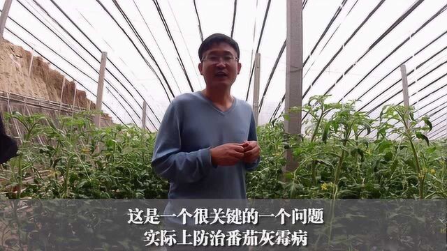 种番茄危害最严重的病害“灰霉病”,3个方法来解决