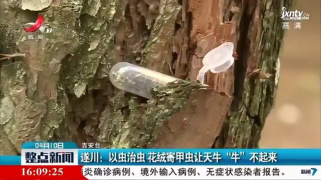 遂川:以虫治虫 花绒寄甲虫让天牛 “牛” 不起来